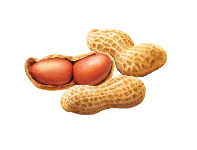 Peanut on a white background