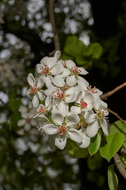 庭に梨が咲く 木の冠の背景に梨の花のクローズアップ