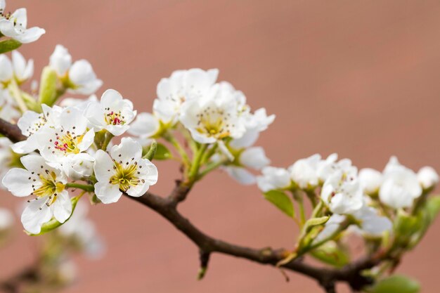 梨の花