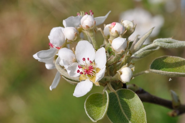 Pear blossoms in an orchard
