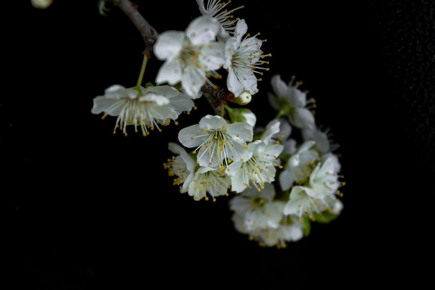 写真 黒い背景の花で覆われた梨の枝