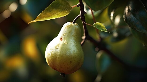 A pear on a branch with water droplets on it