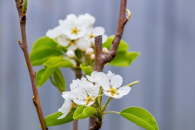 明るい青の背景に白い花を持つ梨の枝