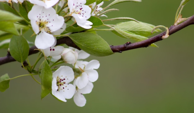 Pear color closeup Branch with flowers of a fruit tree