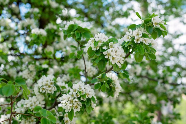 Pear fruit tree blossom in spring. Floral texture