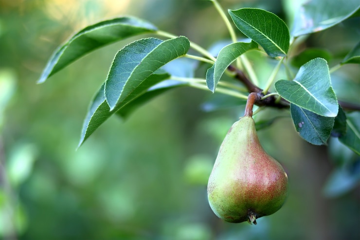 Photo pear fruit on the tree in the fruit garden close-up