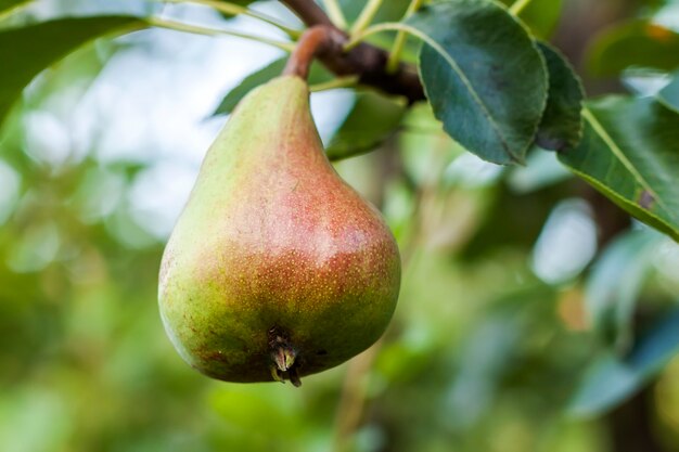 Pear fruit on the tree in the fruit garden close-up