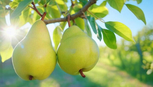 太陽の明るい日収の庭の木に梨が育つ 4