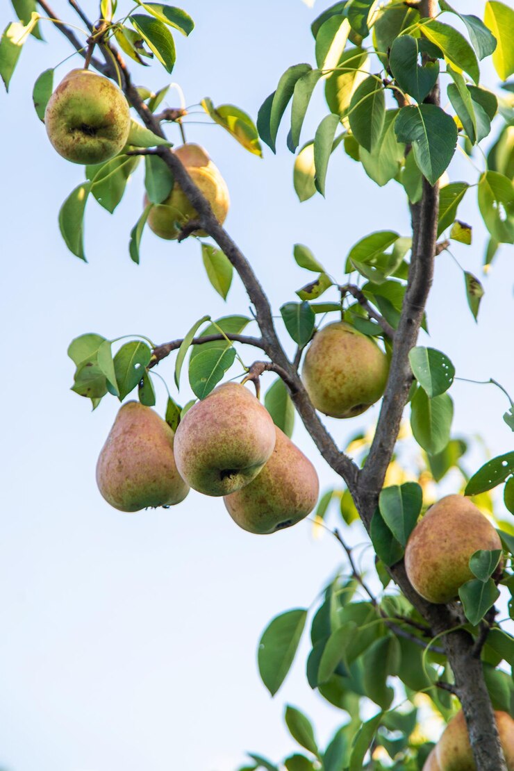 Photo pear harvest on the tree selective focus