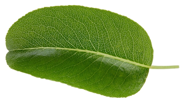 Pear leaves isolated on white