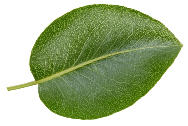 pear leaves isolated on white