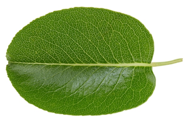 Pear leaves isolated on white