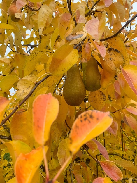 Frutteto di pere in autunno con foglie gialle brillanti pere mature in giardino pronte per il raccolto