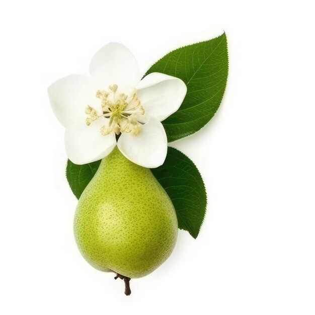 A pear and a pear are on a white background.