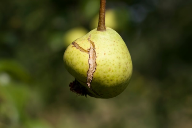 A pear rotting right on the tree