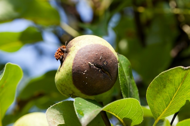 A pear rotting right on the tree