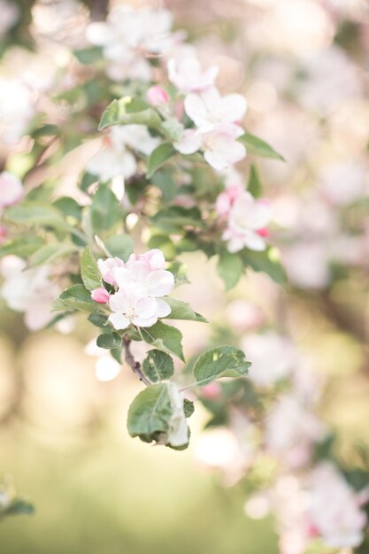 Pear tree blooming closeup