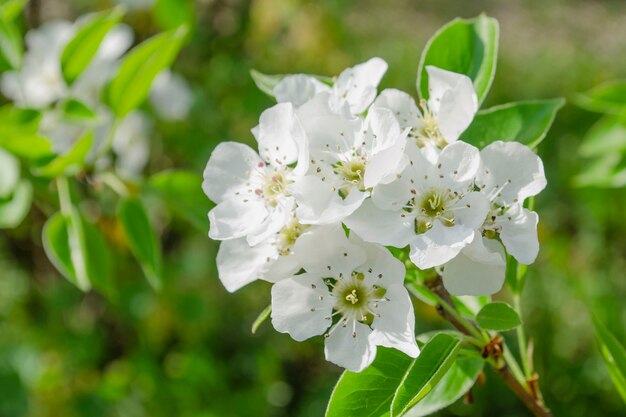 写真 梨の木の花のクローズアップ。 naturlの背景に白い梨の花。