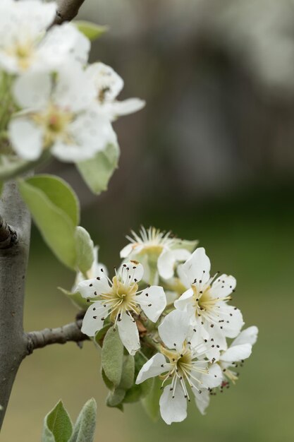 梨の木の花のクローズアップnaturl背景に白い梨の花