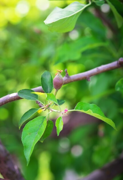 Pear on a tree branch in the garden