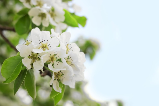 Pear tree branch with beautiful blossoms on blurred background closeup and space for text Spring season