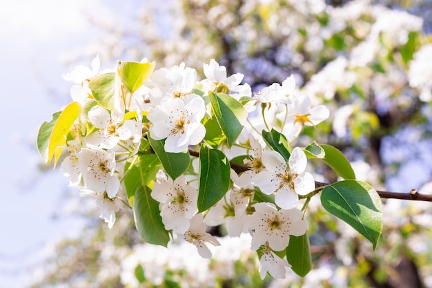 Pear tree in spring