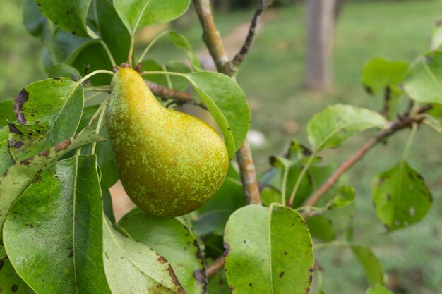 Pear on tree