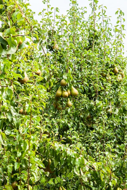Foto alberi di pera carichi di frutta in un frutteto al sole