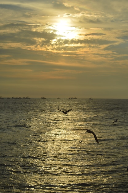 写真 美しい夕日と梨