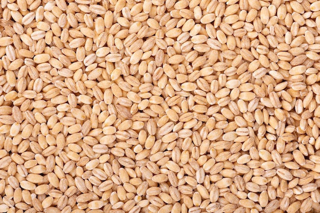 Pearl barley grains background. Barley seed close up.