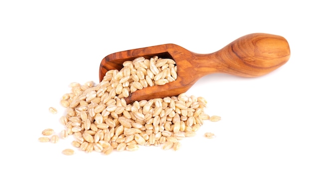 Pearl barley grains in olive scoop, isolated on white background. Barley seed close up.