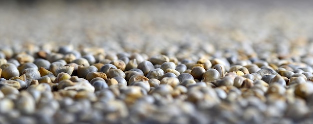 Photo pearl millet bajra as background close up