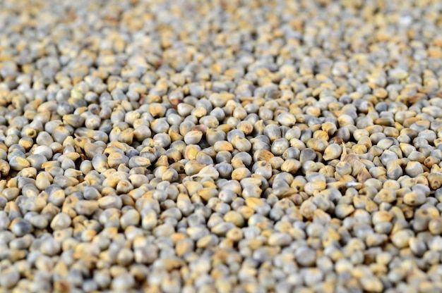 Pearl millet (Bajra) as background. Close up.