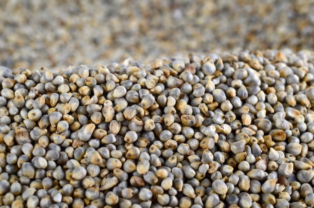 Pearl millet (Bajra) as background. Close up.