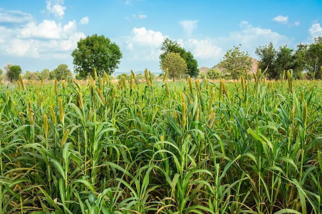 Pearl Millet Field in Rajasthan, India