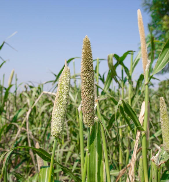 Pearl Millet Field в Раджастане Индия