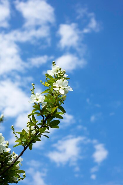 Pearlbush The Bride Exochorda x macrantha 공원에서 녹색 배경에 진주 백색 꽃이라고