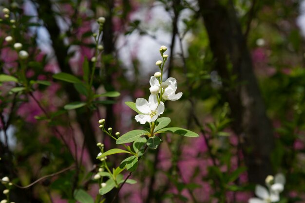 Pearlbush The Bride Exochorda x macrantha in park de zogenaamde parelwitte bloemen op een groene achtergrond