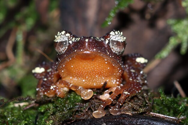 葉の上の苔の木のカエルの真珠のようなアマガエル真珠の木のカエルのクローズアップ