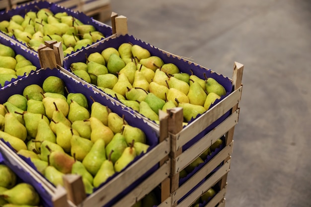 Pears in crates ready for shipping. Cold storage interior.