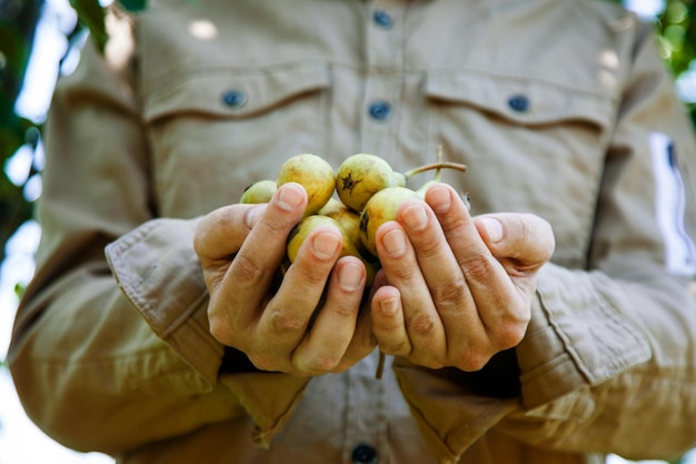 農家の手の中の梨