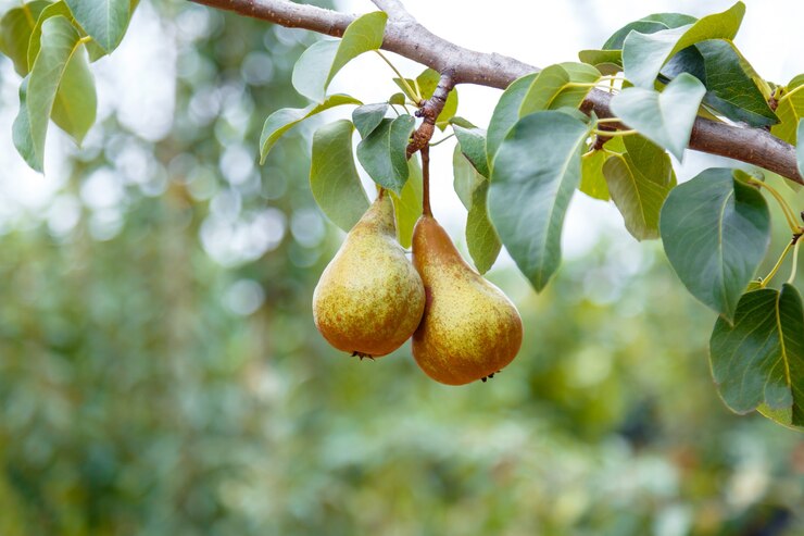Photo pears grow on tree. 2 ripe pears grow on tree in garden. delicious ripe pear fruits during autumn harvest at farm in orchard.