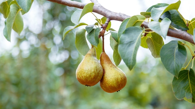 Le pere crescono sull'albero 2 le pere mature crescono sull'albero in giardino deliziosi frutti di pera matura durante il raccolto autunnale presso la fattoria nel frutteto banner web lungo