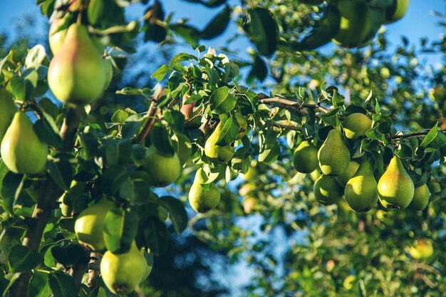 Pears grow on a tree in the garden Selective focus