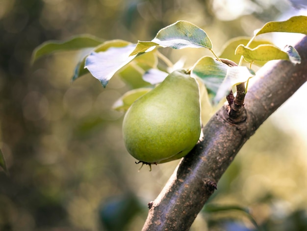 Photo pears hanging on a branch harvest concept fertilizer