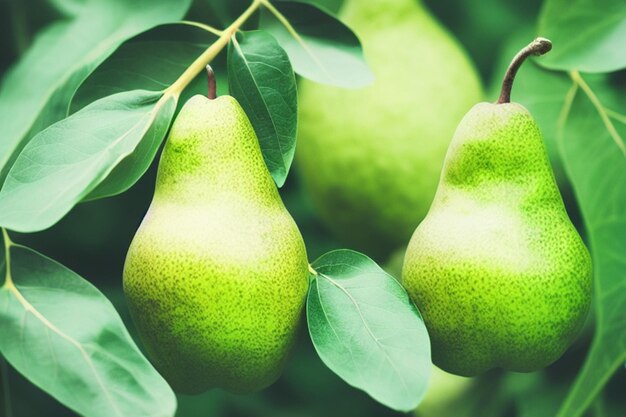 Pears hanging on a tree with green leaves