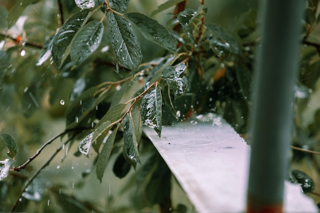 庭の雨の中の梨 庭の雨の中のアプリコット