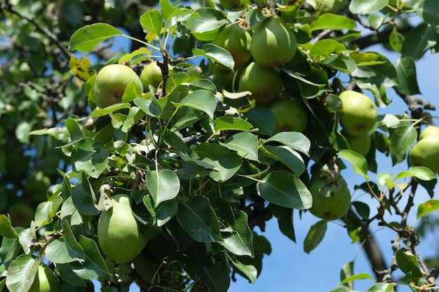 Pears ripen on a branch in the garden on a bright sunny summer day closeup