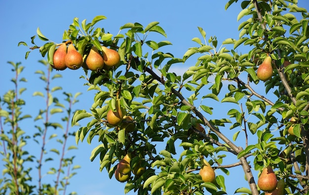 晴れた 8 月の朝、梨の木で熟した梨