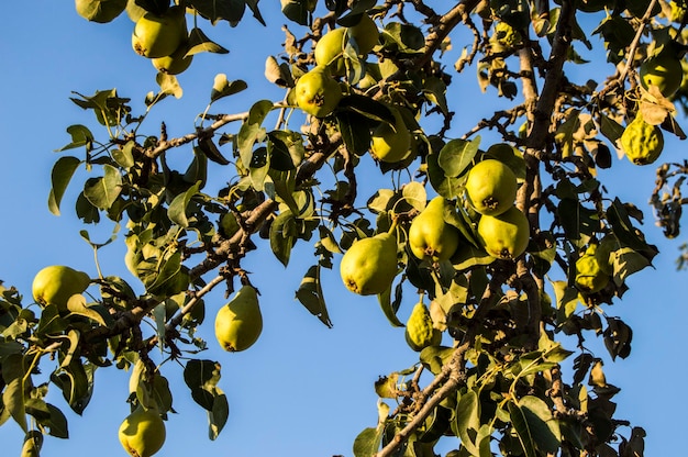 Pears ripening on a pear treecloseup pear tree and its fruits